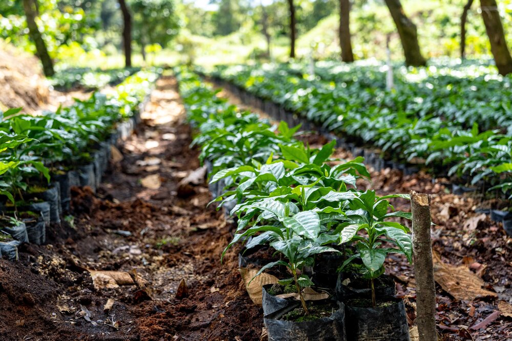 Rows of young green plants in black plastic bags grow in rich soil under dappled sunlight. The setting is a tranquil, lush nursery or farm.