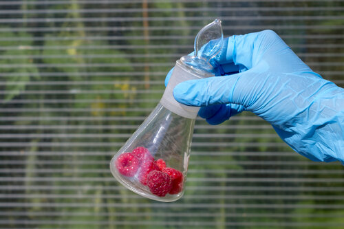Hand mit blauen Handschuhen hält ein Glasgefäß mit Himbeeren.