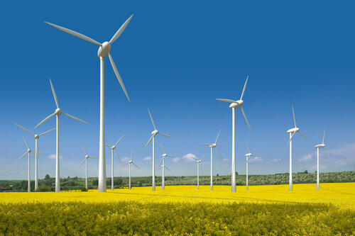 Mehrere weiße Windräder stehen in einem blühenden Rapsfeld unter klarem, blauem Himmel.